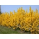 FORSYCJA żółte słońce w ogrodzie - sadzonki 40 / 60 cm